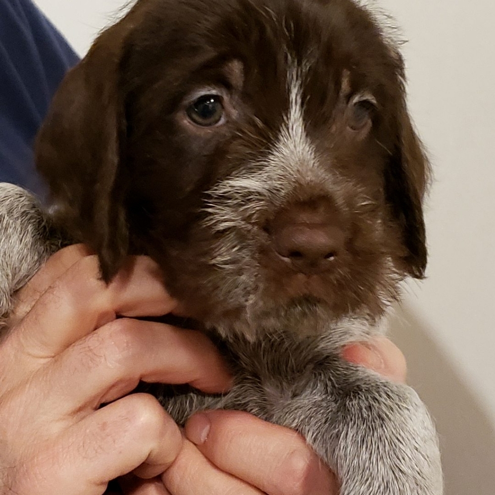Meet your Posher, Daniel